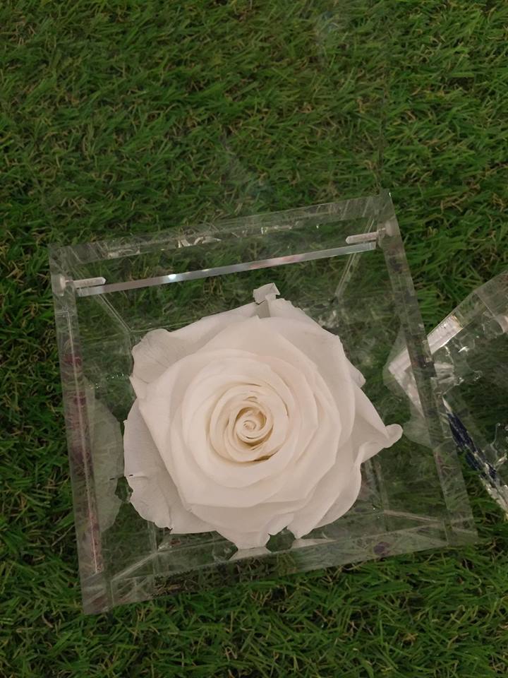 Rosa bianca piccola stabilizzata