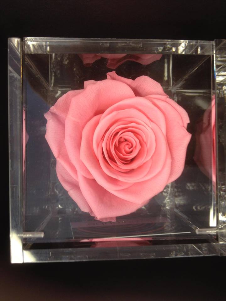 Rosa rosa stabilizzata