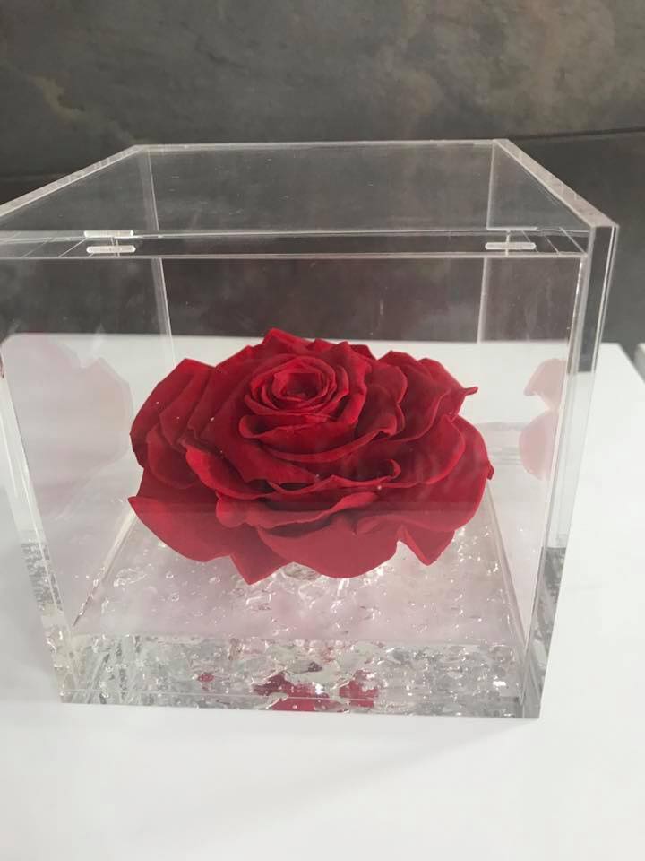 Rosa rossa stabilizzata