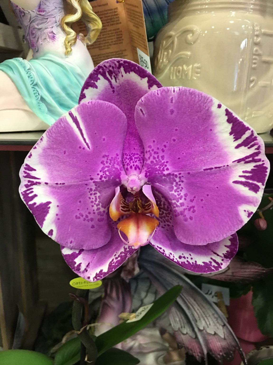 Fiore viola