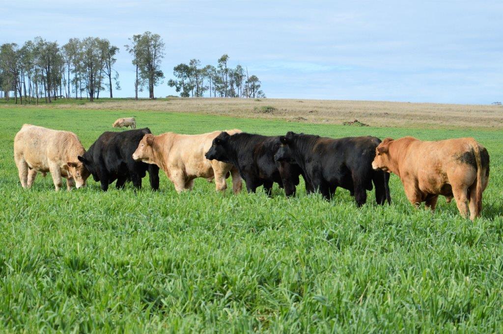 bull farm