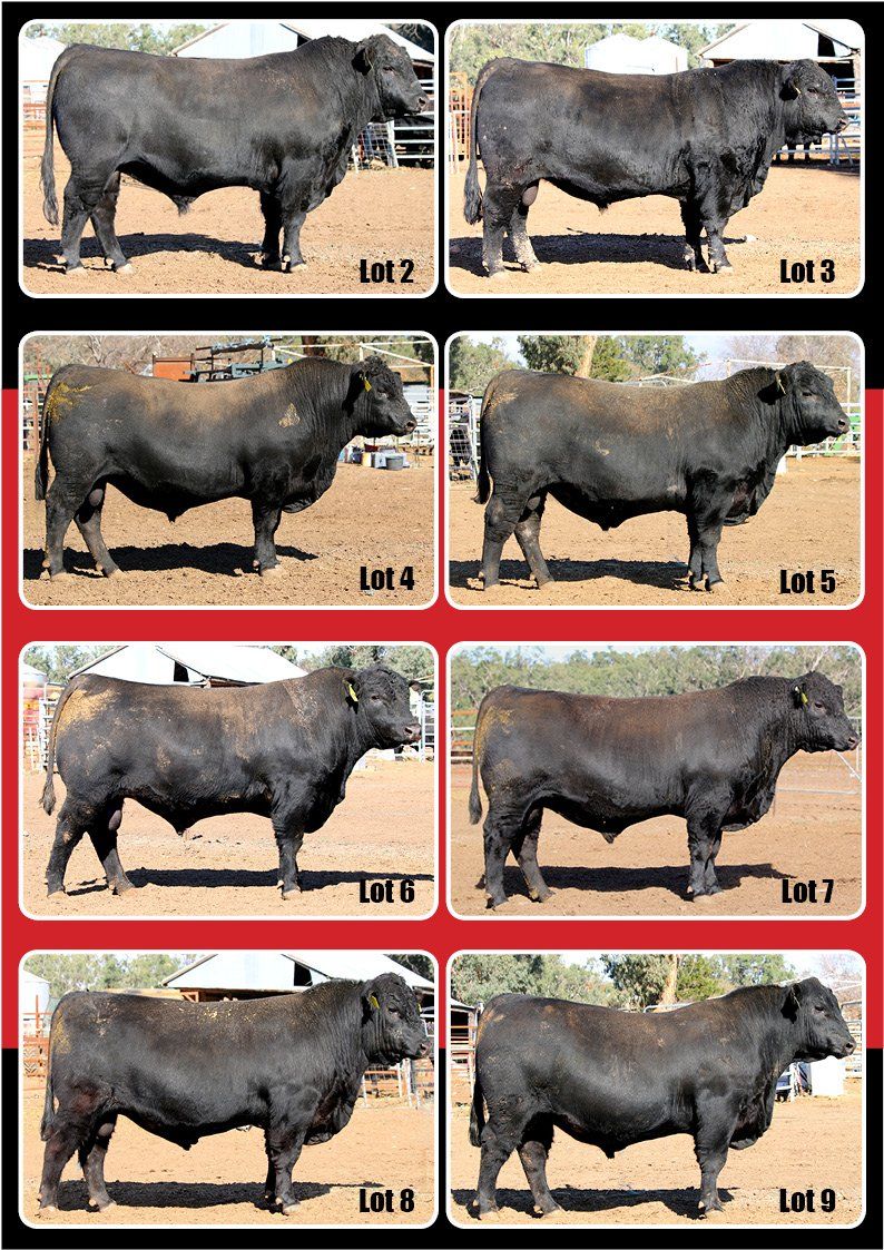 Bulls sales