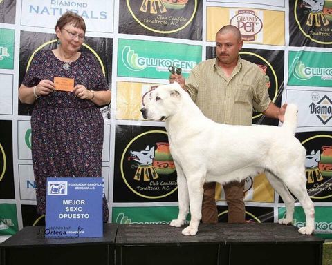 Criadero de perros pastor alabai