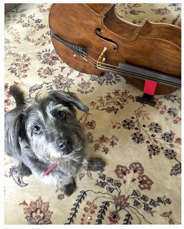 VioloncheloGard Van
