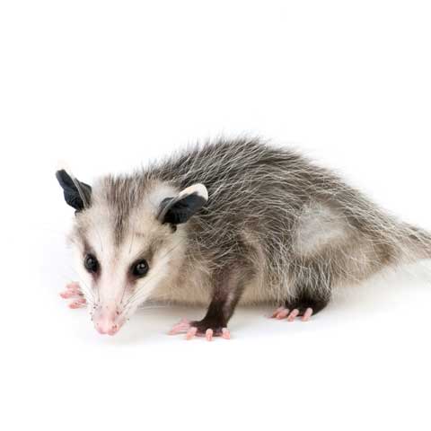 Opossum Removal – Bradenton, FL – Molter Termite and Pest Control