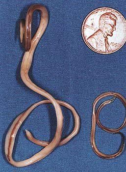 Roundworms – Bradenton, FL – Molter Termite and Pest Control