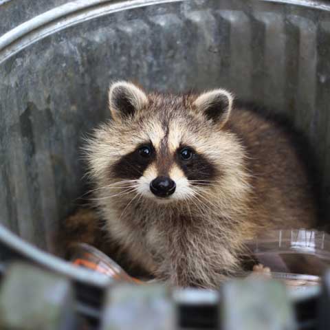 Raccoon – Bradenton, FL – Molter Termite and Pest Control Raccoon – Bradenton, FL – Molter Termite and Pest Control