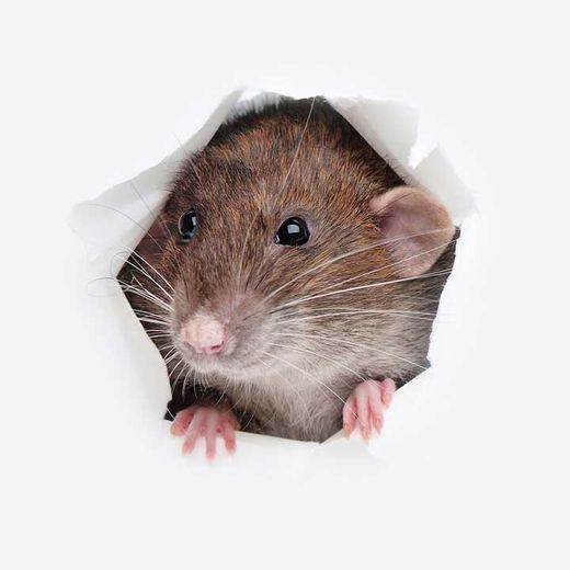 House Pest – Bradenton, FL – Molter Termite and Pest Control House Pest – Bradenton, FL – Molter Termite and Pest Control