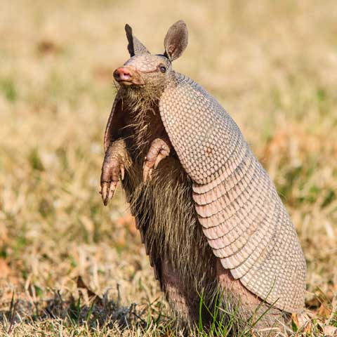 Armadillo Removal – Bradenton, FL – Molter Termite and Pest Control Armadillo Removal – Bradenton, FL – Molter Termite and Pest Control