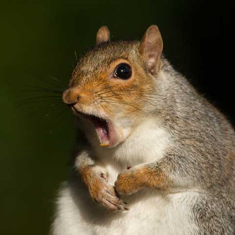 Squirrel – Bradenton, FL – Molter Termite and Pest Control Squirrel – Bradenton, FL – Molter Termite and Pest Control