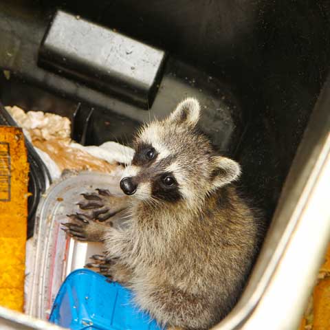 Nuisance wildlife – Bradenton, FL – Molter Termite and Pest Control Nuisance wildlife – Bradenton, FL – Molter Termite and Pest Control
