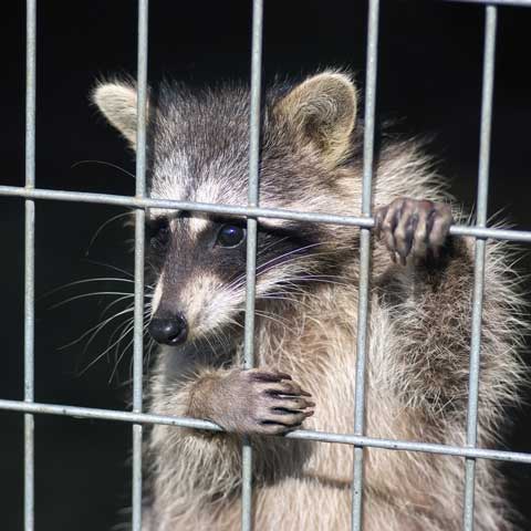 Humane Wildlife Removal – Bradenton, FL – Molter Termite and Pest Control