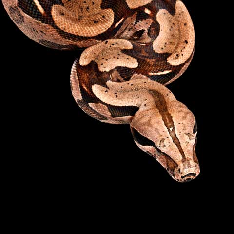 Snake Removal – Bradenton, FL – Molter Termite and Pest Control Snake Removal – Bradenton, FL – Molter Termite and Pest Control