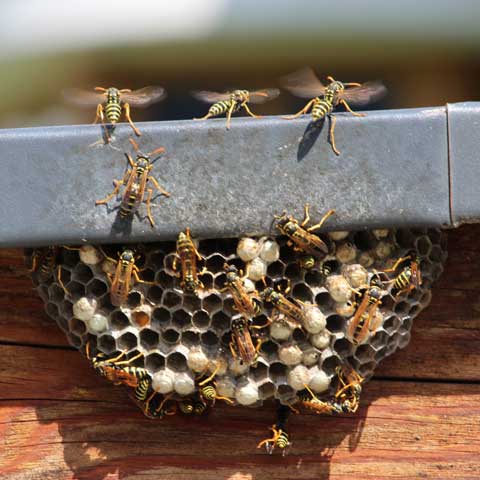 Bee Hive – Bradenton, FL – Molter Termite and Pest Control Bee Hive – Bradenton, FL – Molter Termite and Pest Control