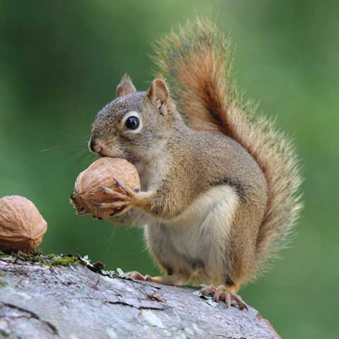 Squirrel Removal – Bradenton, FL – Molter Termite and Pest Control Squirrel Removal – Bradenton, FL – Molter Termite and Pest Control