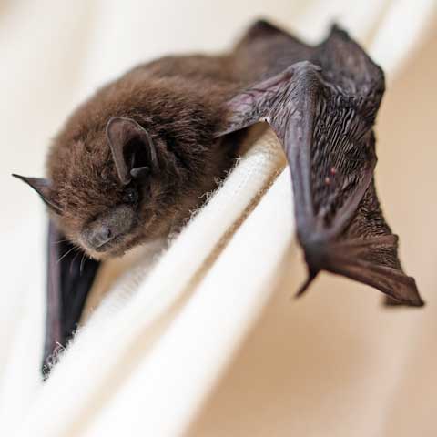 Bat Removal – Bradenton, FL – Molter Termite and Pest Control Bat Removal – Bradenton, FL – Molter Termite and Pest Control