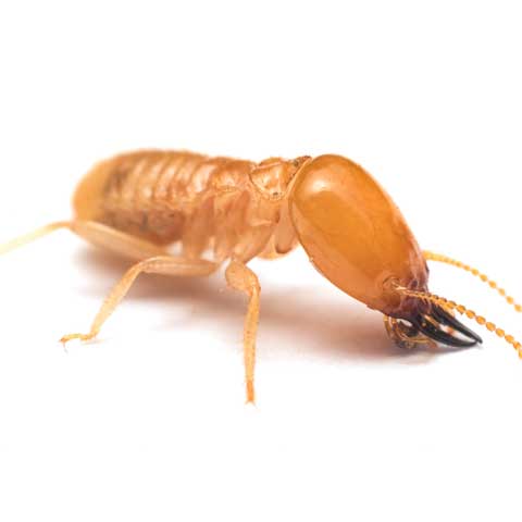 Termite Removal – Bradenton, FL – Molter Termite and Pest Control Termite Removal – Bradenton, FL – Molter Termite and Pest Control