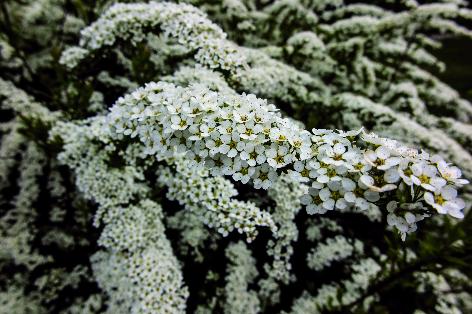 Spirea: Hvidblomstrende mormorhæk med en let, overhængende vækst.