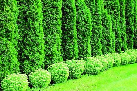 Thuja