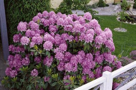 Rododendron