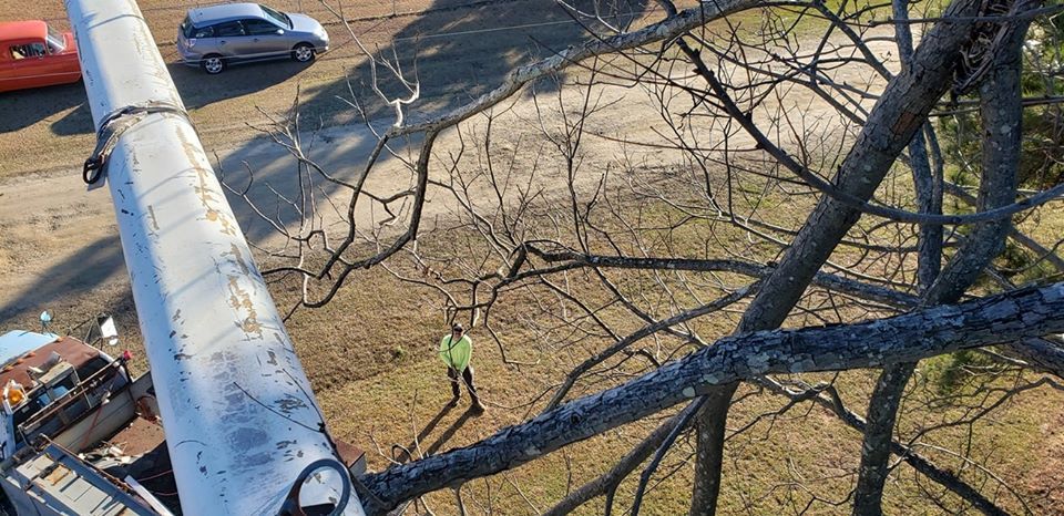 Tree Removal