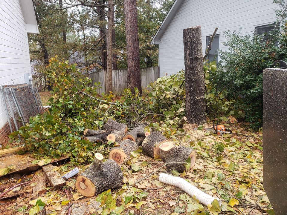 Chopped tree