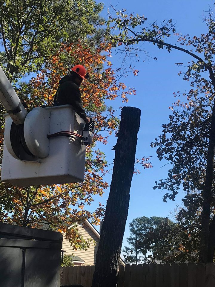 A man stands on an aerial work platform for cutting a tree