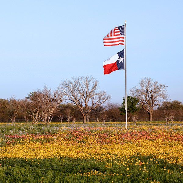 A field of yellow flowers with the American and Texas flags on a flagpole.