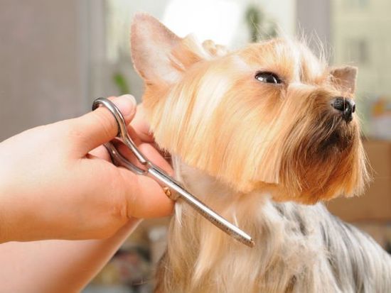 yorkshire terrier getting his hair cut at the groomer