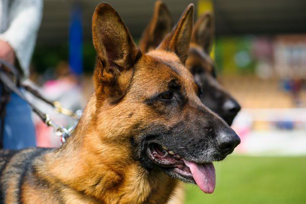 German Shepherd dog