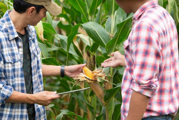 Supporto per realtà agricole