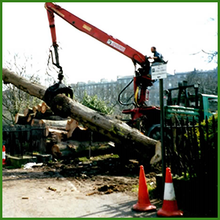 elm timber
