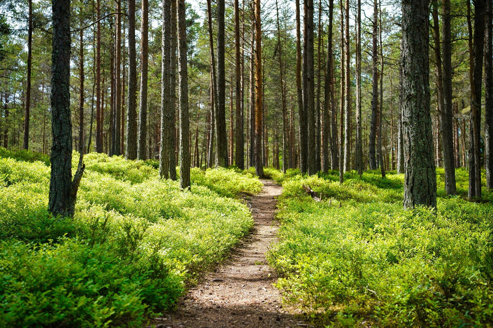 Trail through tall timber