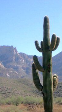 cactus