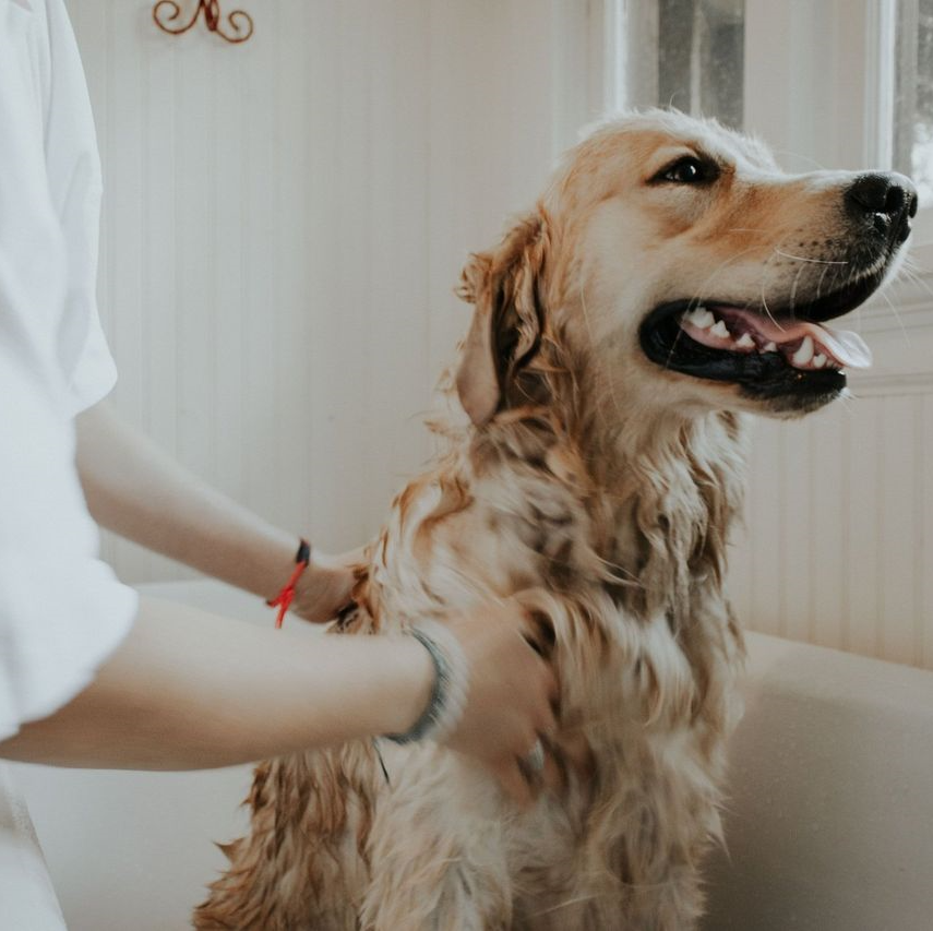 Picture of golden retriever during a bath