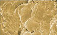 A close up of a muscle under a microscope.