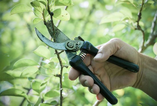 Branches trimmed by tree company in in Jefferson, GA