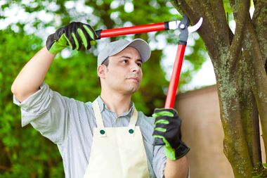 Man pruning tree in Jefferson