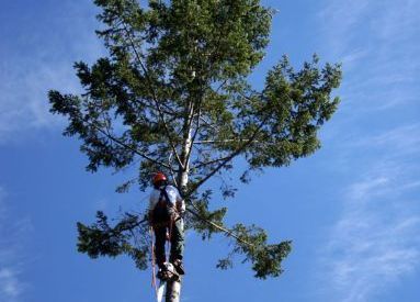 Man trimming tree