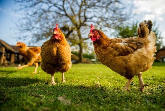 Free range chicken on a traditional poultry farm