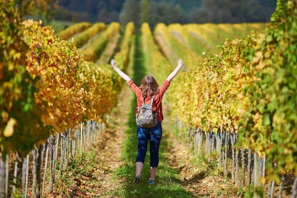 ragazza in campo di viti