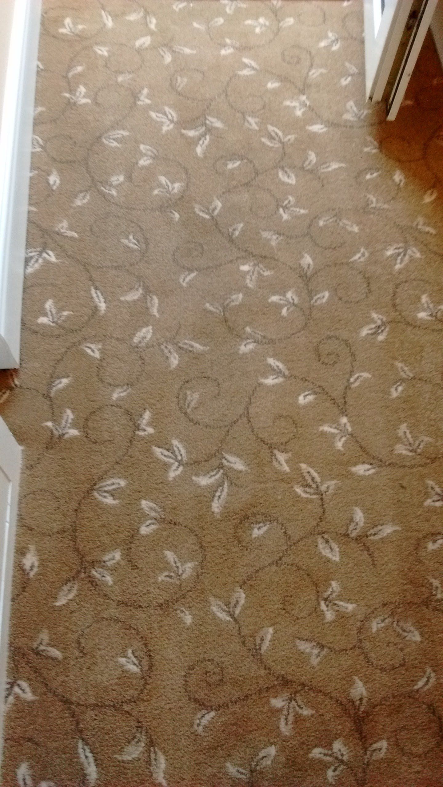 clean carpet