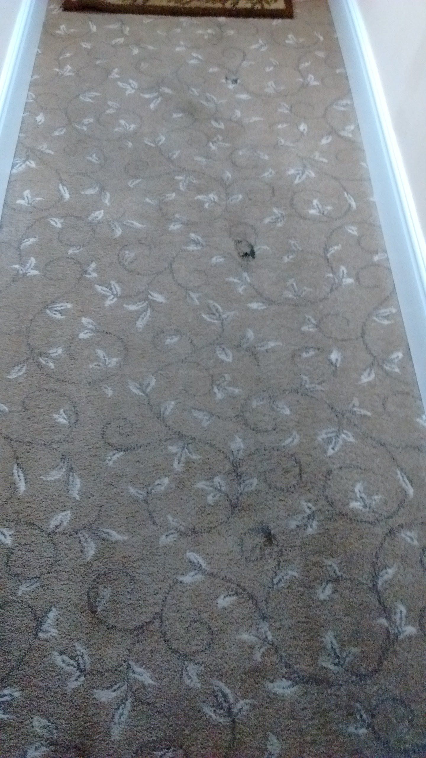 dirty carpet