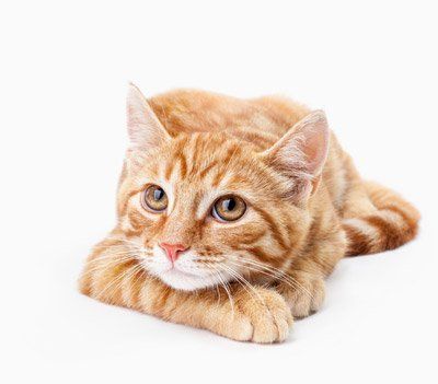 ginger cat