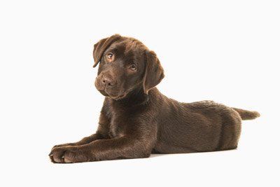 brown dog
