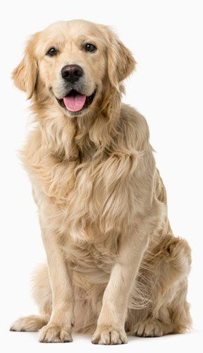 golden retriever