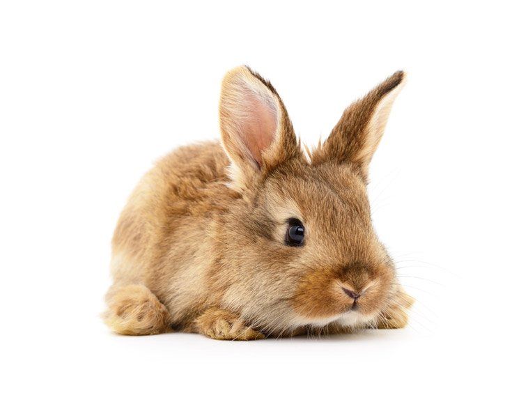 rabbit