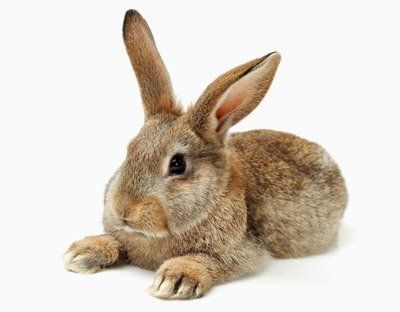 brown rabbit
