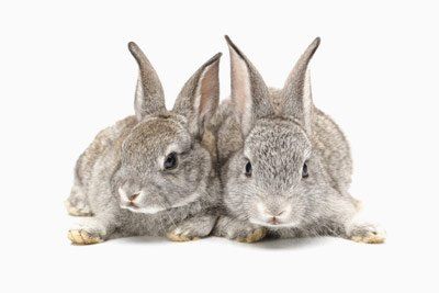rabbits