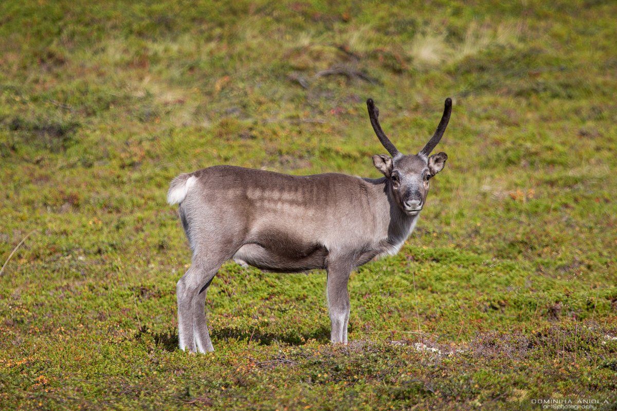 Reindeer
